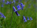 Advanced Section Highly Commended - Bluebells by Pauline Cook