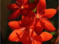 Advanced Section Highly Commended - Schizostylis Coccinea by Jane Tyson