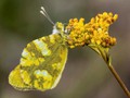 Advanced Section Highly Commended - Sooty Orange Tip on Woad by Ilija Vukomanovic