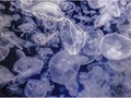 Advanced Section Highly Commended - Translucent Jellyfish by Alwyn Williams