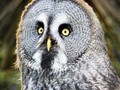 Advanced Section Second Place - Great Grey Owl by Andy Pyatt
