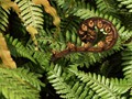 Advanced Section Third Place - Unfurling Fern by Jean Chadwick