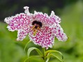 Intermediate Section Commended - Lily the Pink by Helen Walker