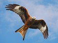 Intermediate Section First Place - Red Kite in Flight by Mike Smith