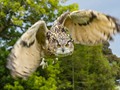 Intermediate Section Highly Commended - I've Got my Eyes on You by Ian Dickson