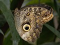 Intermediate Section Highly Commended - Pale Owl Butterfly by John Williams