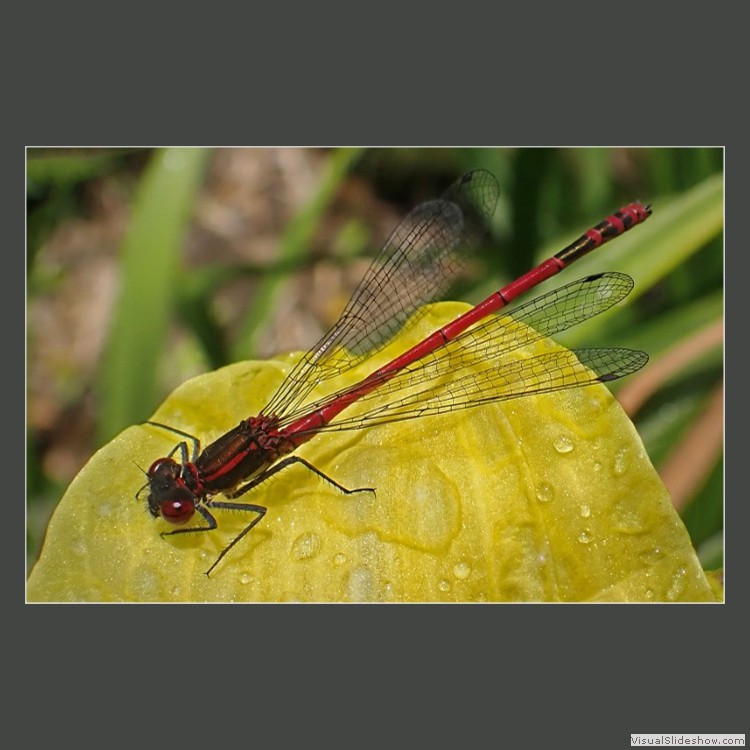Advanced Section Commended - Red Darter by Mike Castle