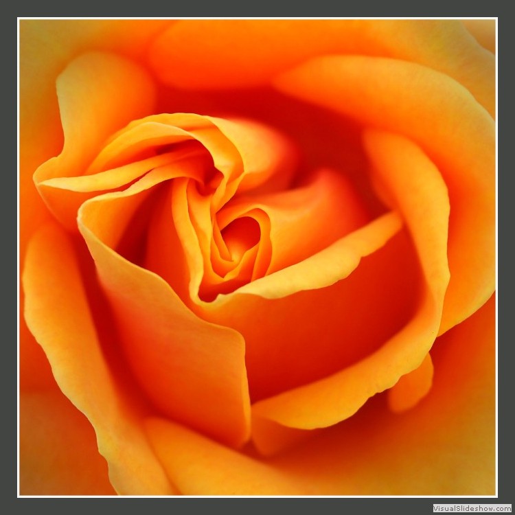 Advanced Section First Place - Orange Rose by Pauline Cook