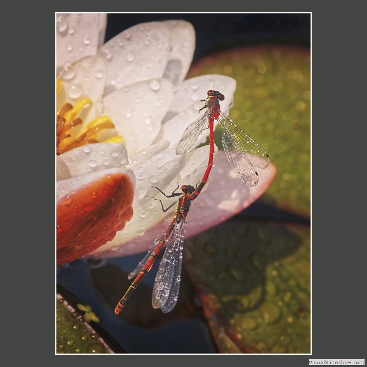 Advanced Section Highly Commended - Small Red Damselflies by Andy Pyatt