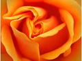 Advanced Section First Place - Orange Rose by Pauline Cook