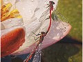 Advanced Section Highly Commended - Small Red Damselflies by Andy Pyatt
