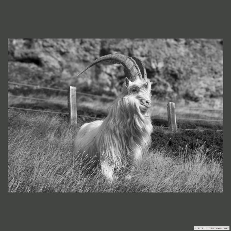 Advanced Section Highly Commended - King of the Orme by Ian Dickson