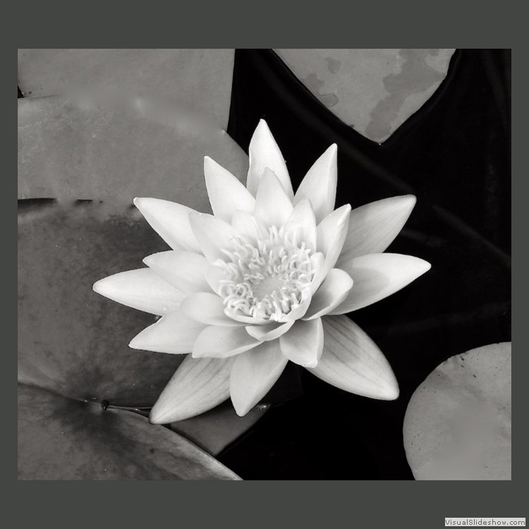 Intermediate Section Commended - White Water Lilly by Keith Roobottom