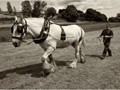 Advanced Section Commended - Return to Plough by Mike Castle