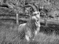 Advanced Section Highly Commended - King of the Orme by Ian Dickson