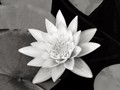 Intermediate Section Commended - White Water Lilly by Keith Roobottom