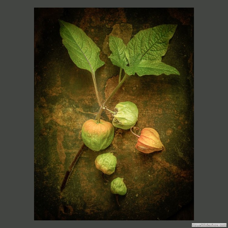 Advanced Section Commended - Chinese Lanterns by Viv Healy 