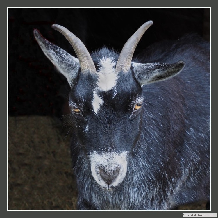 Advanced Section Highly Commended - Don't Mess With Me by Pauline Cook