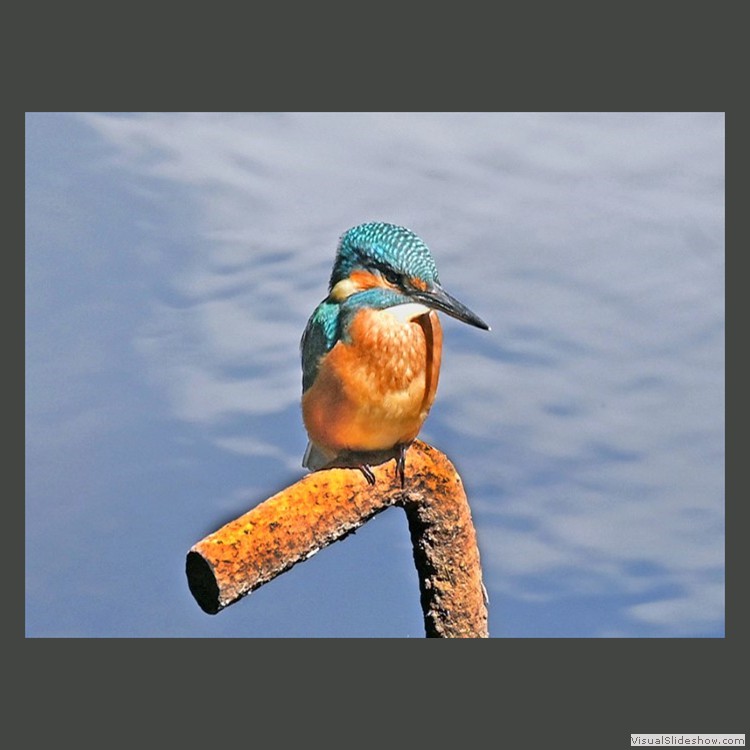 Advanced Section Third Place - Kingfisher by Peter Beachell