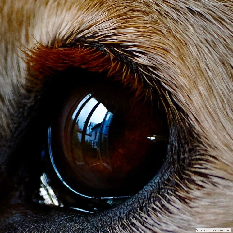 Intermediate Section Commended - Watching Through The Window by Mike Smith