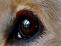 Intermediate Section Commended - Watching Through The Window by Mike Smith