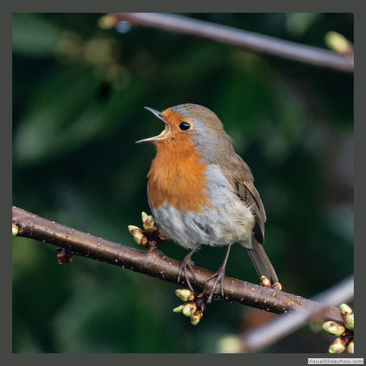 Advanced Section Commended - A Robin's Spring Song by Brian Tehan
