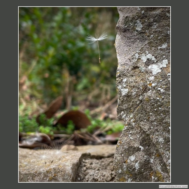 Advanced Section Commended - Dandelion Seed by Jeff Smith