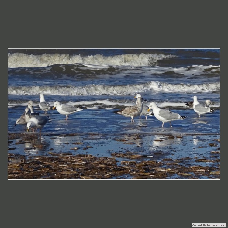Advanced Section Commended - Looking for Lunch by Jane Tyson