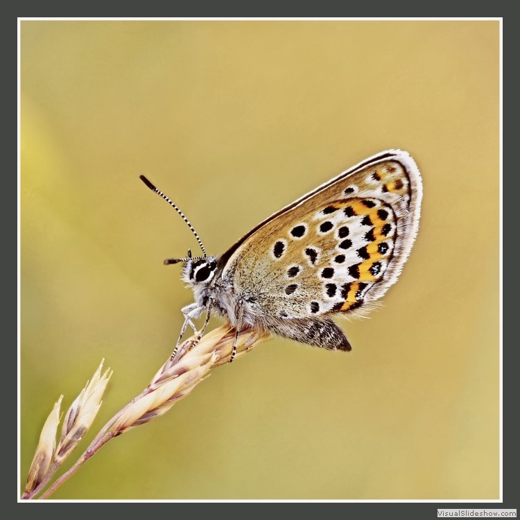 Advanced Section First Place - Silver Studded Blue by Andy Pyatt