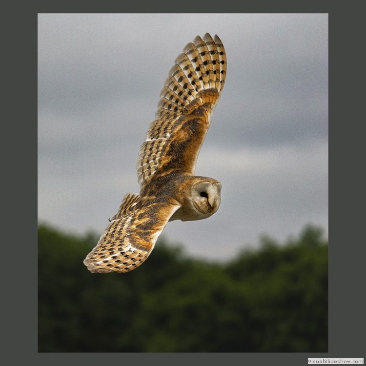 Advanced Section Highly Commended - Barn Owl by Phil Chadwick