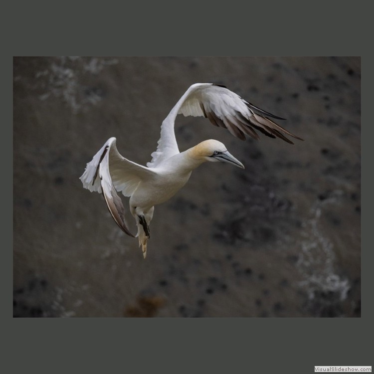 Advanced Section Highly Commended - Comming Into Land by Phil Chadwick
