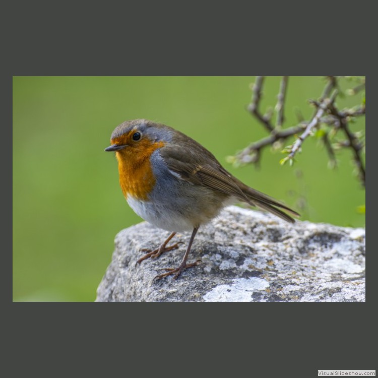 Advanced Section Highly Commended - Looking for Worms by Ian Dickson