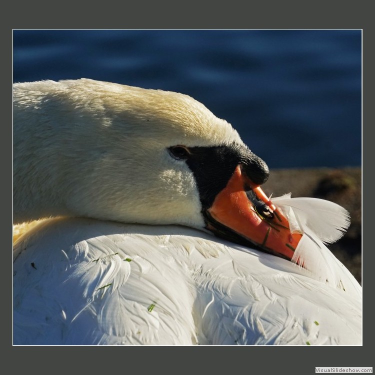 Advanced Section Highly Commended - Ready for a Nap by Jane Tyson