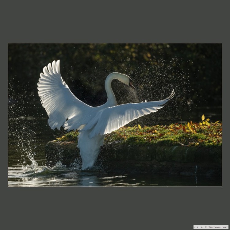 Advanced Section Highly Commended - Swan by Arwel Roberts