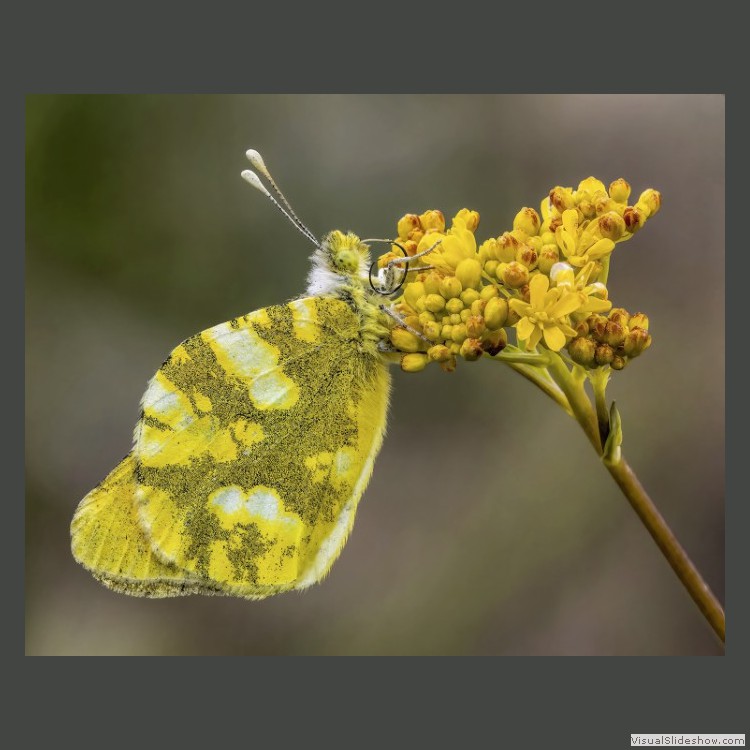 Advanced Section Second Place - Sooty Copper on Woad by Ilija Vukomanovic