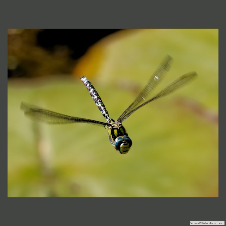 Intermediate Section Commended - Southern Hawker by Mike Smith