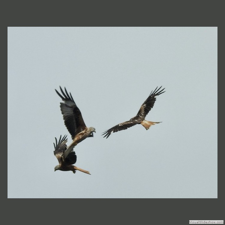 Intermediate Section Highly Commended - Red Kites Playing by Keith Roobottom