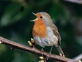 Advanced Section Commended - A Robin's Spring Song by Brian Tehan