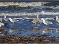 Advanced Section Commended - Looking for Lunch by Jane Tyson