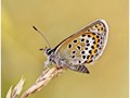 Advanced Section First Place - Silver Studded Blue by Andy Pyatt