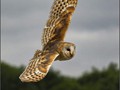 Advanced Section Highly Commended - Barn Owl by Phil Chadwick