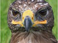 Advanced Section Highly Commended - Buzzard by Pauline Cook