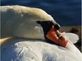 Advanced Section Highly Commended - Ready for a Nap by Jane Tyson