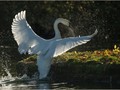 Advanced Section Highly Commended - Swan by Arwel Roberts