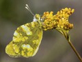 Advanced Section Second Place - Sooty Copper on Woad by Ilija Vukomanovic