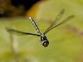 Intermediate Section Commended - Southern Hawker by Mike Smith