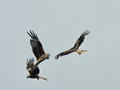 Intermediate Section Highly Commended - Red Kites Playing by Keith Roobottom