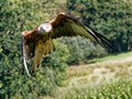 Intermediate Section Highly Commended - Right At You by Mike Smith