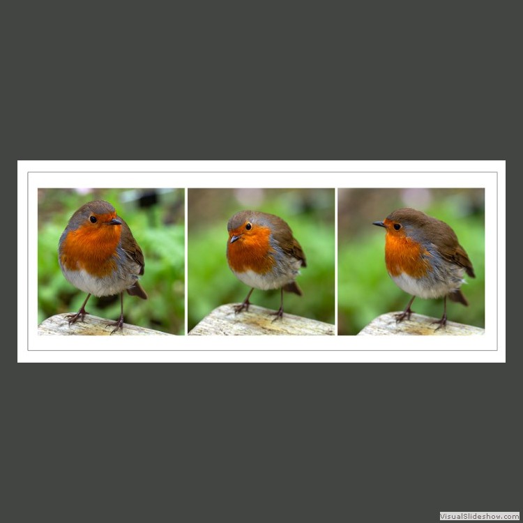 Advanced Section Commended - Robin Triptych by Phil Rogers