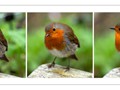 Advanced Section Commended - Robin Triptych by Phil Rogers